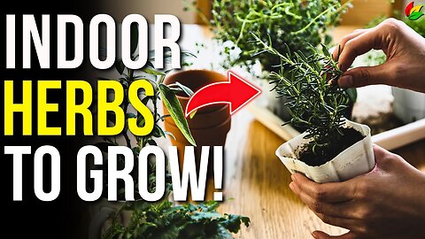 Get a Head Start with These 7 Indoor Herbs for Spring! G26