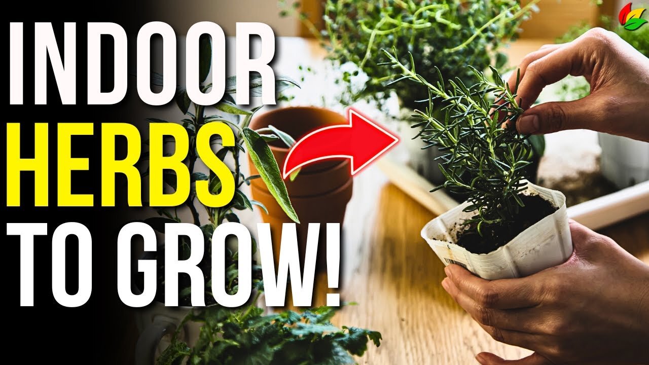 Get a Head Start with These 7 Indoor Herbs for Spring! G26