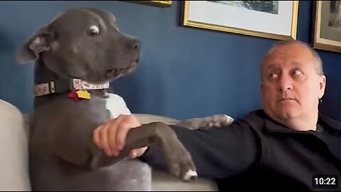 Pitbulls Are Funnier Than I Expected 😂 Funny Dog Videos