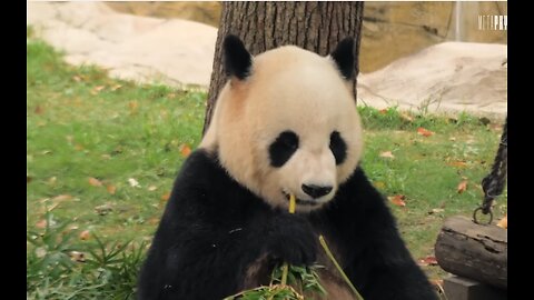 Pandas Aren’t Real