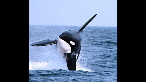 New Killer Whale Discovered: Antarctica's Mystery Unveiled!