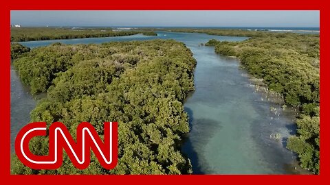 Mangroves store massive amounts of the planet's carbon. Here's why they need saving