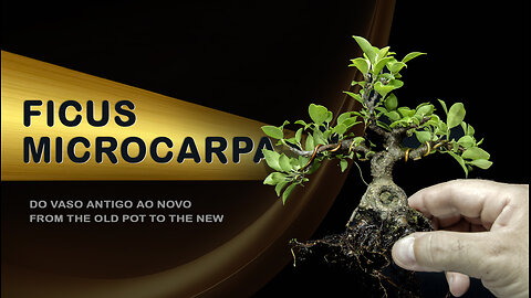 Do Vaso Antigo ao Novo: Bonsai SP