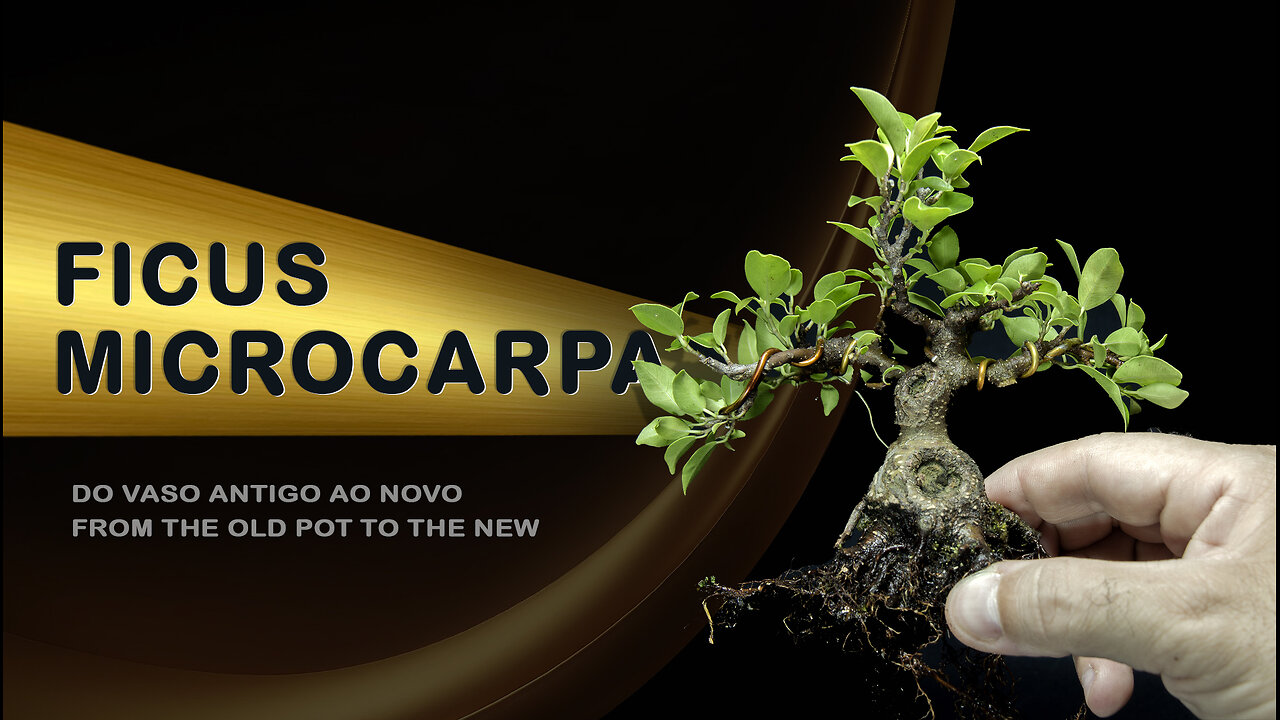 Do Vaso Antigo ao Novo: Bonsai SP