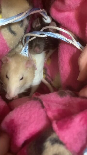 Pouch Time Part 2: Wednesday Gets Restless While Enid Munches