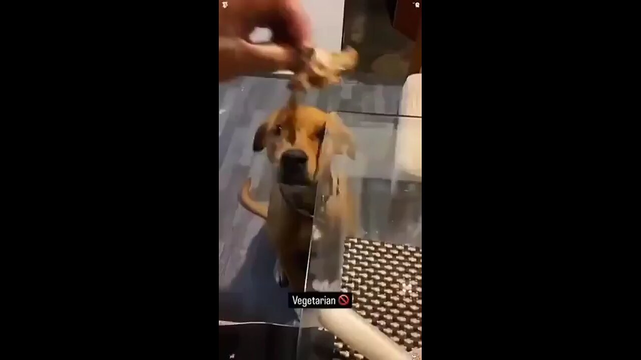 Dogs' reaction to becoming vegetarian😋Funnydogyy