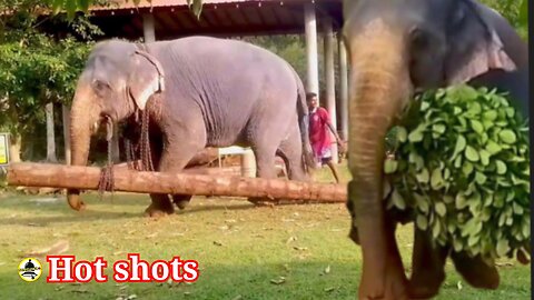 Elephants preparing for festive occasions