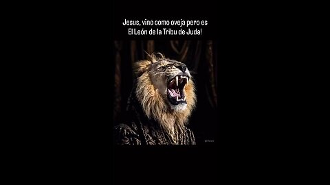 Jesus, vino como oveja pero, es El León de la Tribu de Juda!