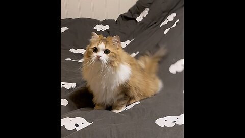 How happy is it to be a kitten?