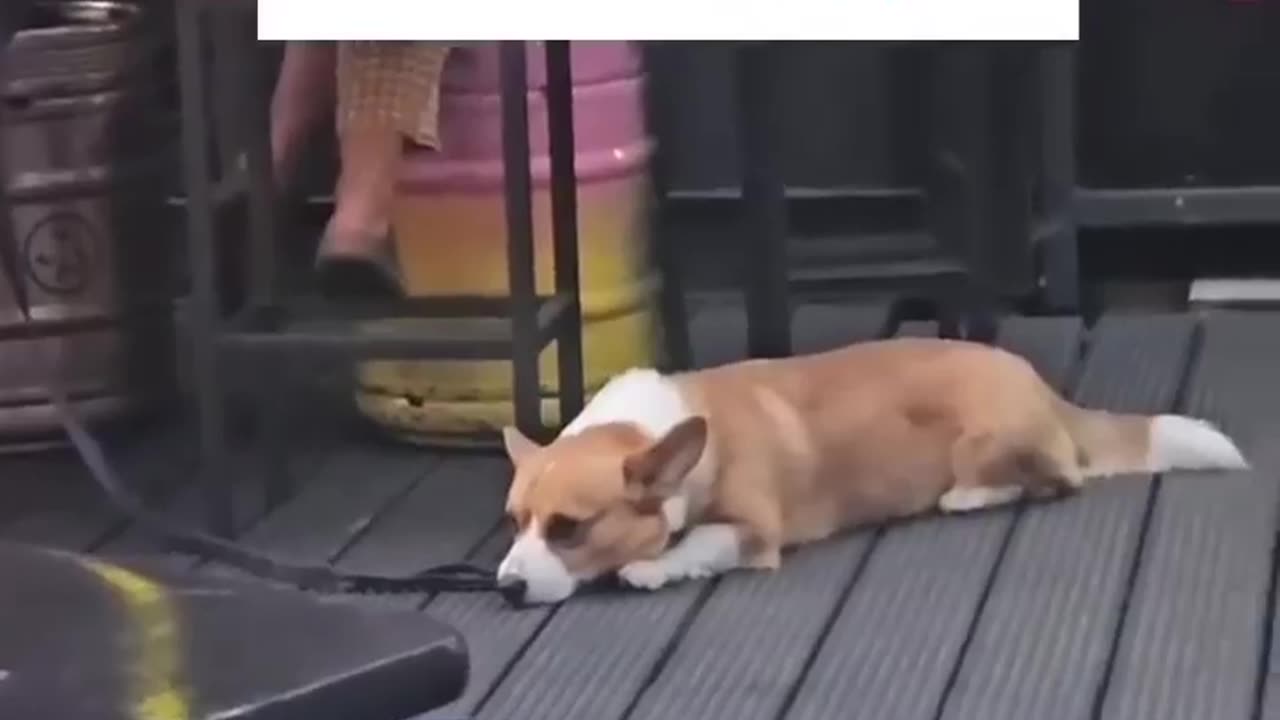 Dog's smile to see Camera