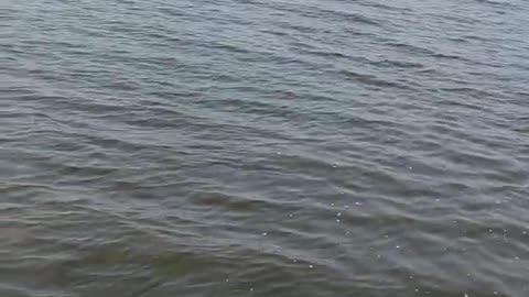 Mississippi Boat Train