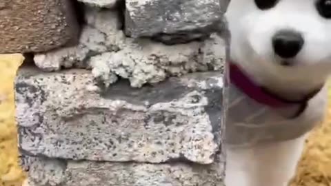 cute puppy 😃 funny moment 🤣😭