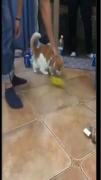 Cute moment of the animal babies