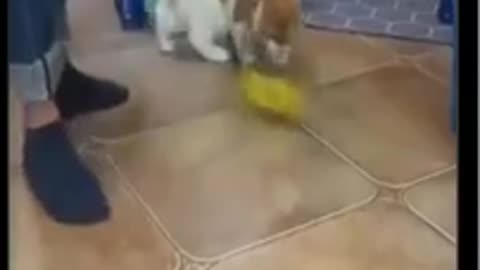 Cute moment of the animal babies