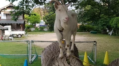 かわいい山羊さんの芽衣ちゃんの映像