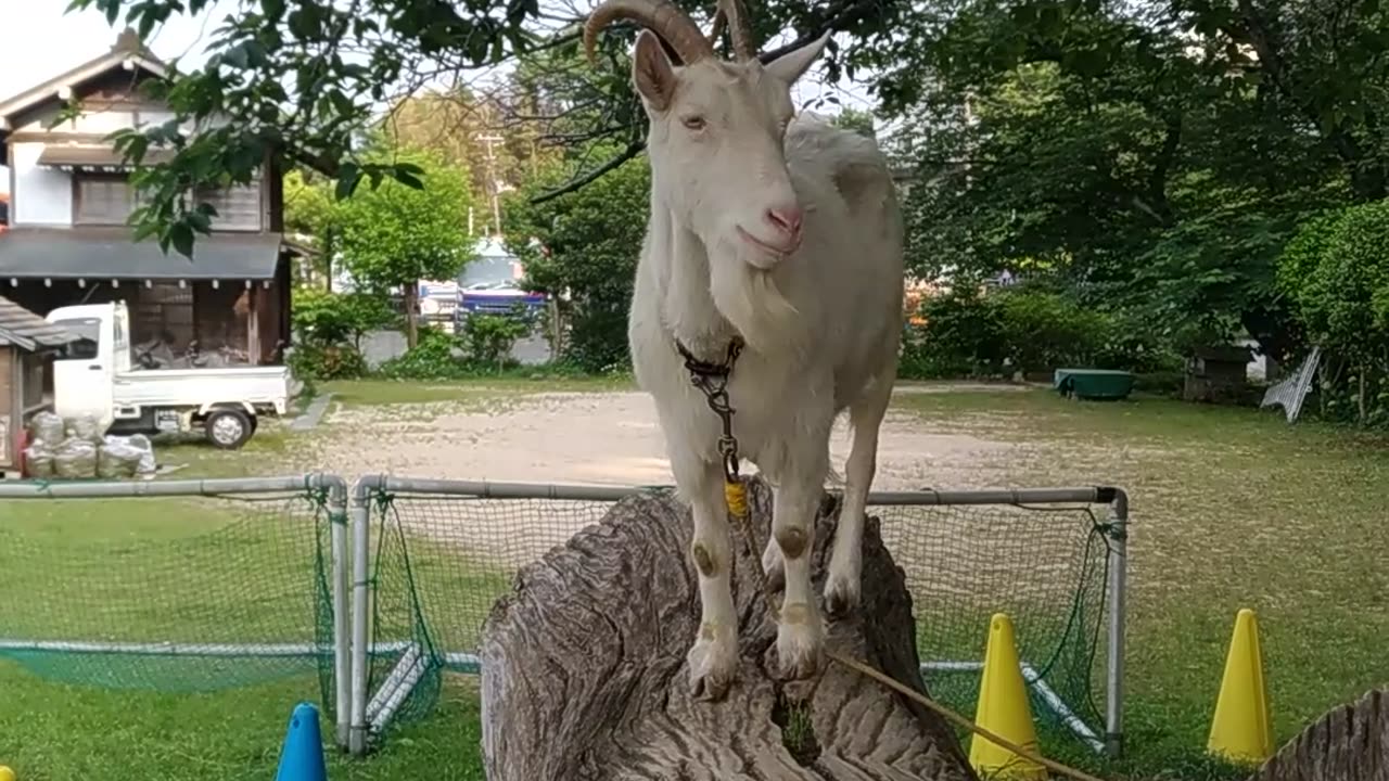かわいい山羊さんの芽衣ちゃんの映像