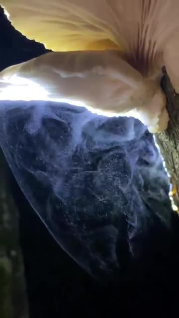 Mushrooms releasing spores look unreal at night