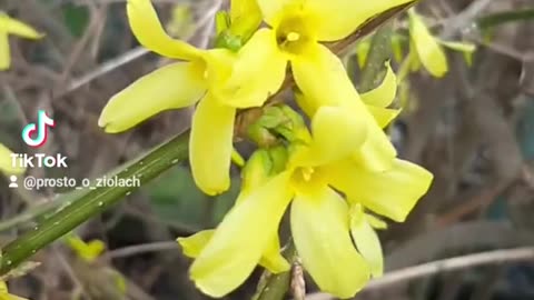 Forsycja
