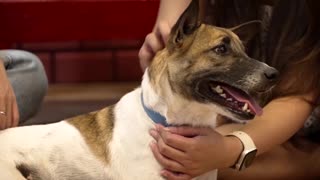 Animal lovers meet rescued pets at 'Fur Date' in the Philippines