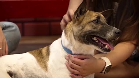 Animal lovers meet rescued pets at 'Fur Date' in the Philippines