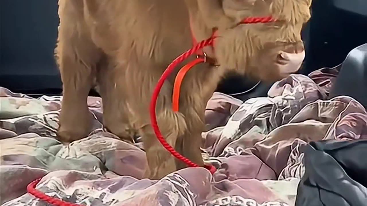 This man adopted a highland cow.