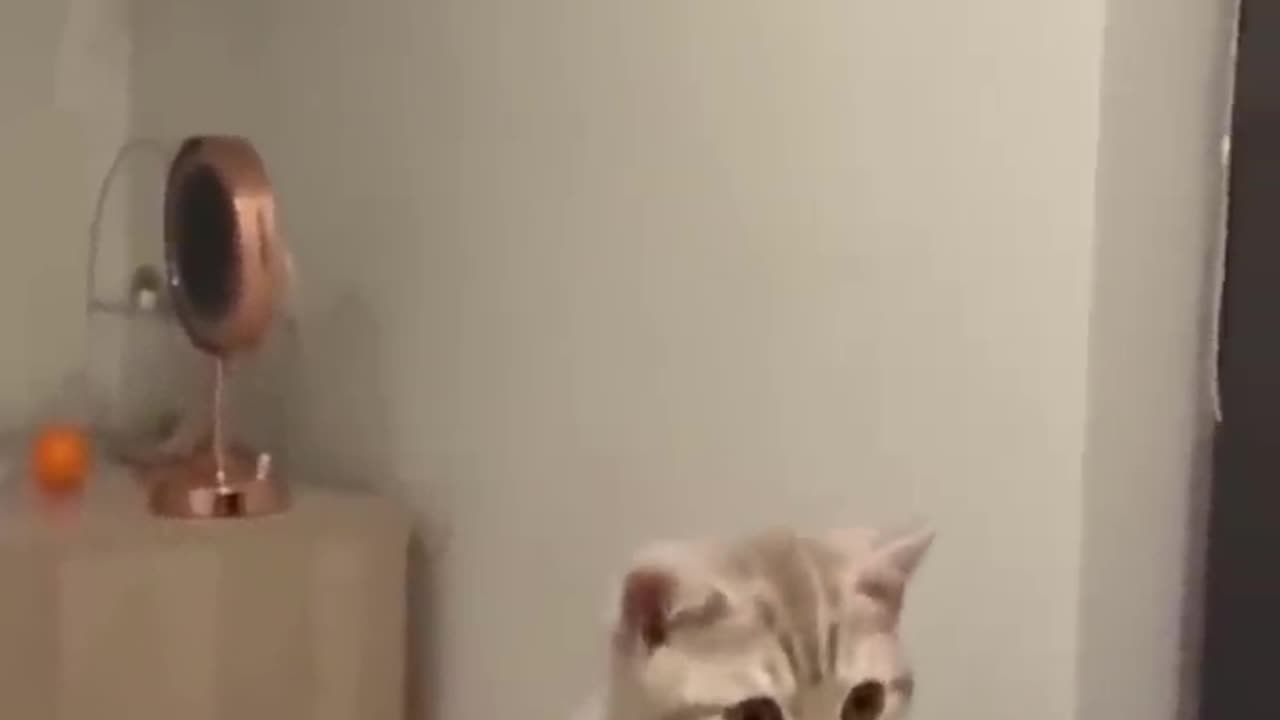 Hillarious cat and dogs reaction videos