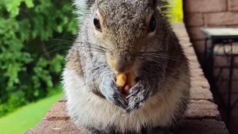 Mika The Squirrel's paws is so cute holding the nuts