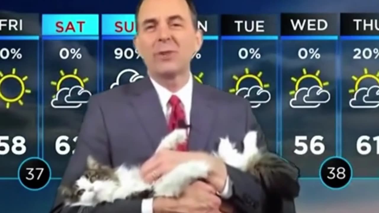 Cats make everything better