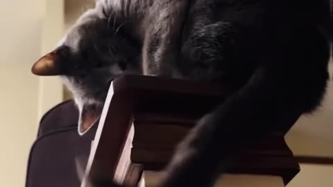 🐱✨ “Franky Cat’s Playtime Adventures – Adorable & Funny!”