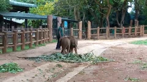 Baby elephants