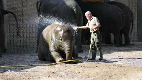 Funny animals