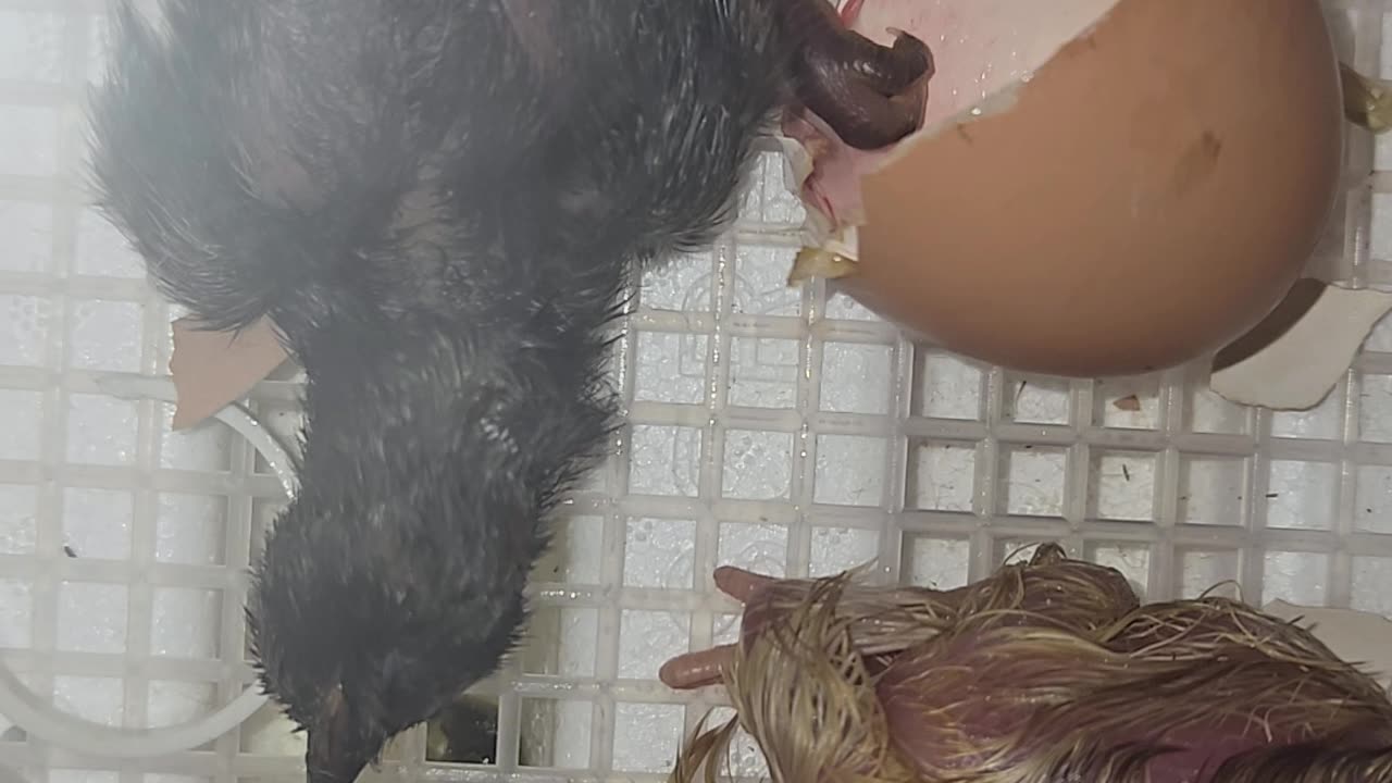 Chick hatch