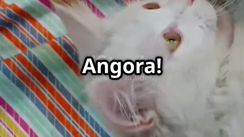 Hilarious Turkish Angora Cat Antics!