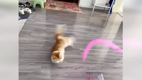Funny ANIMALS videos 😂 2025