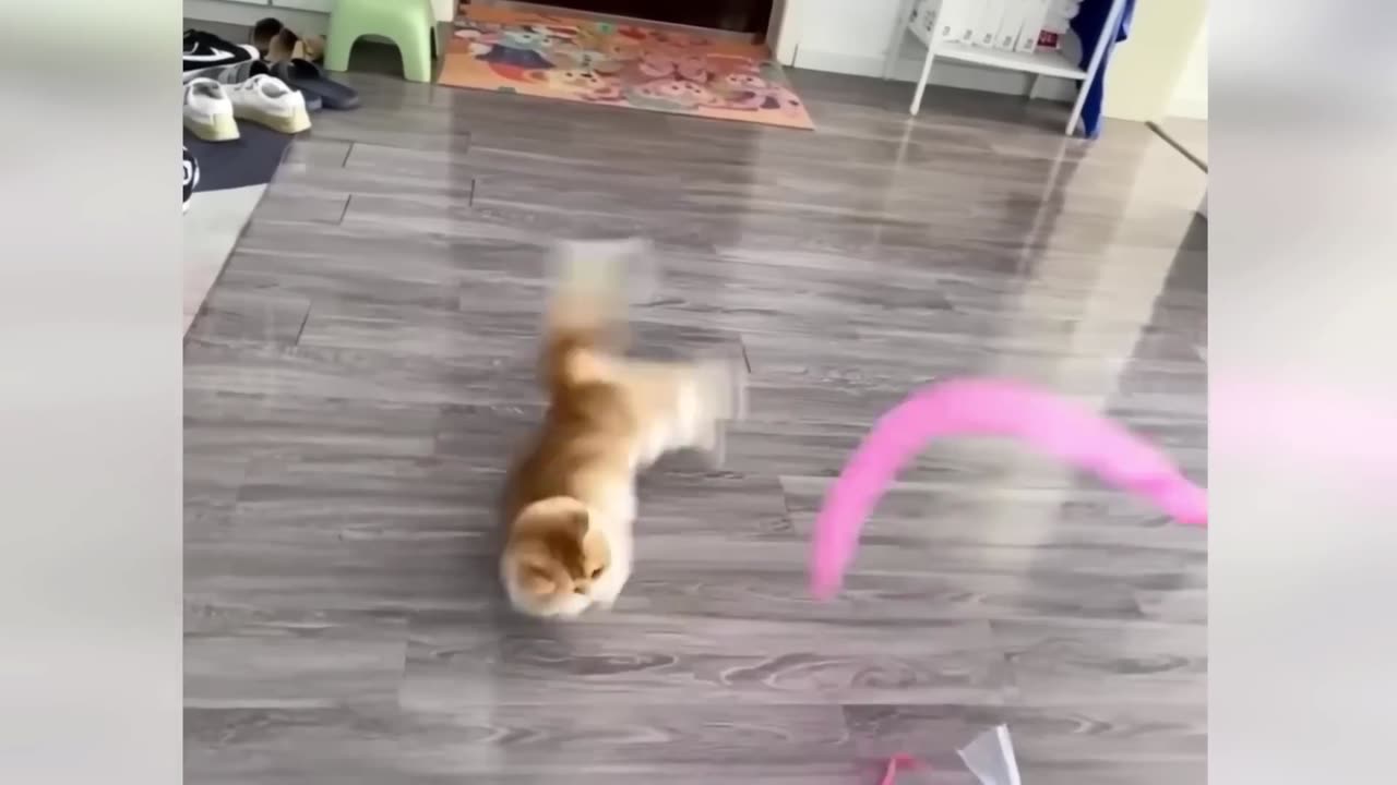 Funny ANIMALS videos 😂 2025