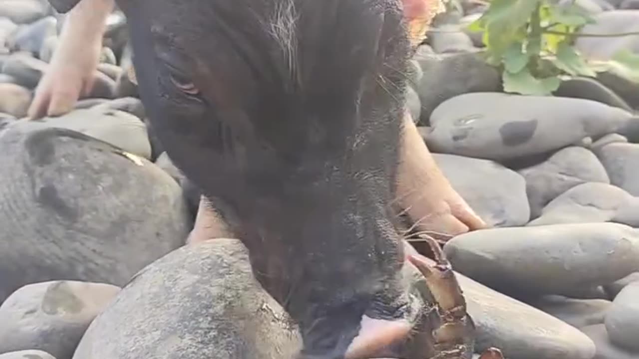 This Pig Wanted Crab for Lunch… Big Mistake! 🍽️🐖❌🦀