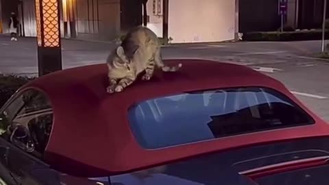 😂 The most expensive scratching post