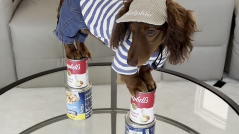 Mini Dachshund Nailed the Nicki Minaj Pose