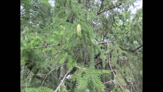 Our Lasting Love Spruce Tree July 2024