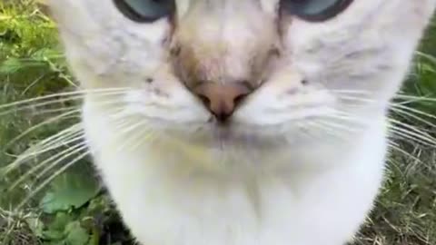 My Cat Is A Silly Goose