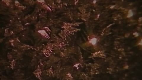 Silent Night #shorts #youtubeshorts #jesus #night #silent #music #song #christmas #video #nature #yt