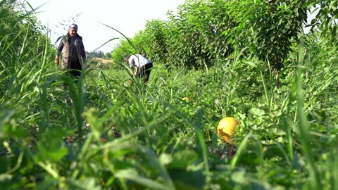Harvesting Melons from Garden and Making Melon Syrup, Outdoor Cooking