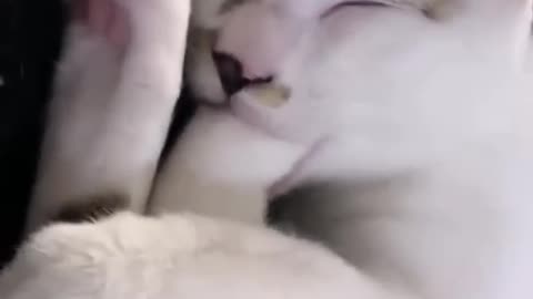 adorable pets