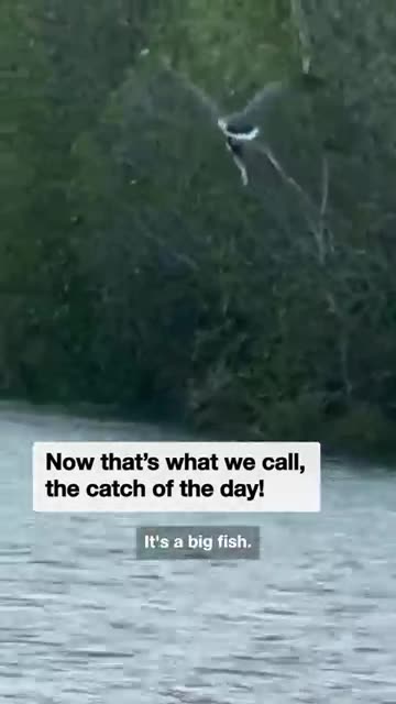 Aussie man feeds osprey with thrown catfish