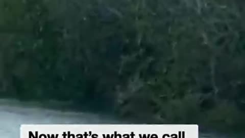 Aussie man feeds osprey with thrown catfish