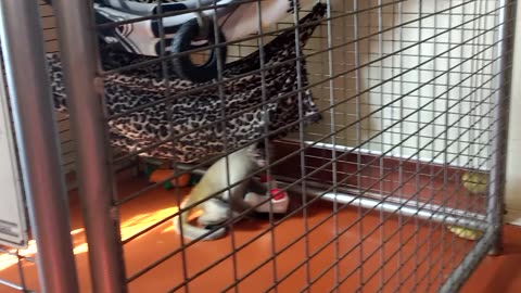 More Mowgli and teddy bear lovin!