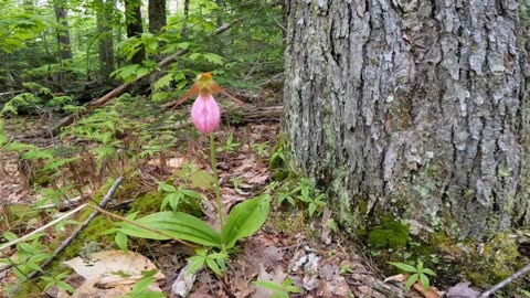 Lady Slipper