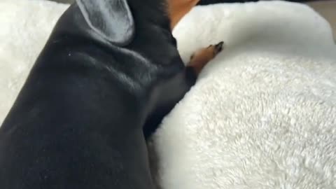 Black puppy
