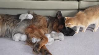 Mom Cat And Dog