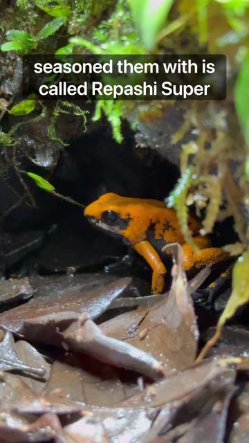 Why did I season these flies to perfection?